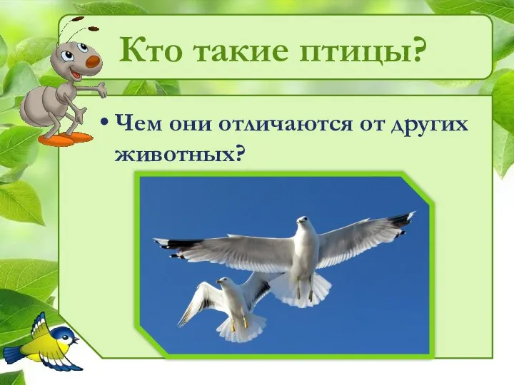 Кто такие птицы? Чем они отличаются от других животных?