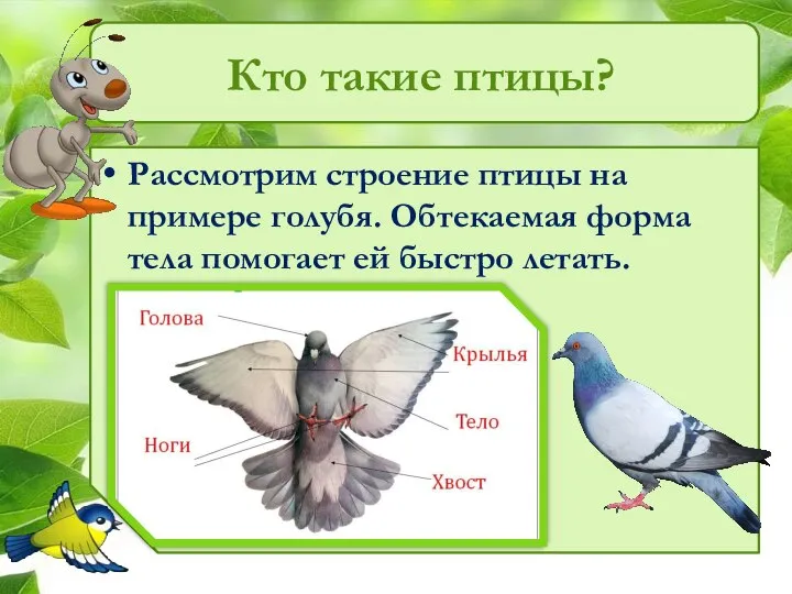 Кто такие птицы? Рассмотрим строение птицы на примере голубя. Обтекаемая форма тела помогает ей быстро летать.