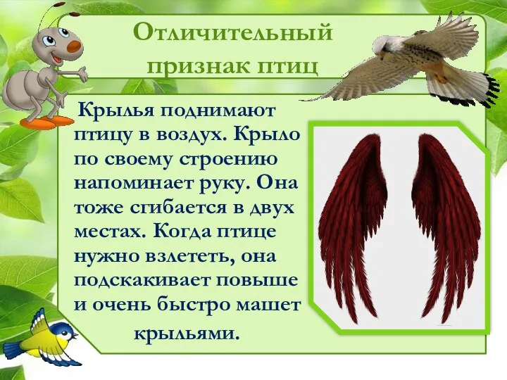 Отличительный признак птиц Крылья поднимают птицу в воздух. Крыло по своему строению