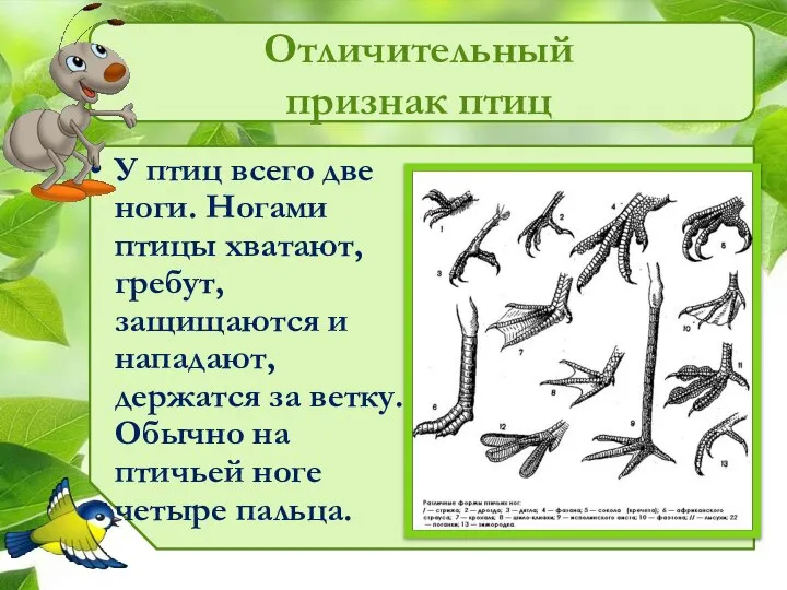 Отличительный признак птиц У птиц всего две ноги. Ногами птицы хватают, гребут,