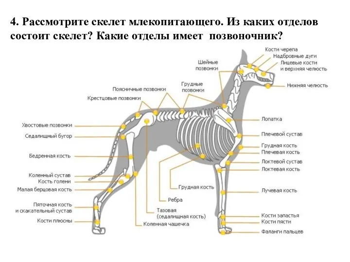 4. Рассмотрите скелет млекопитающего. Из каких отделов состоит скелет? Какие отделы имеет позвоночник?