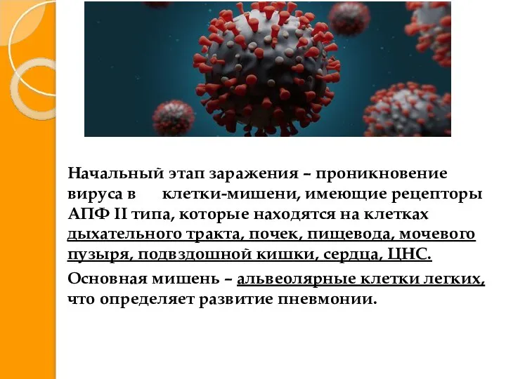 Начальный этап заражения – проникновение вируса в клетки-мишени, имеющие рецепторы АПФ II