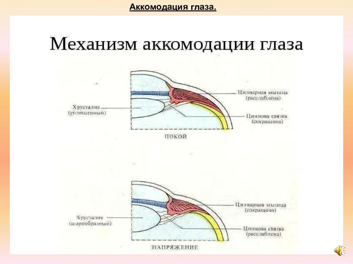 Аккомодация глаза.