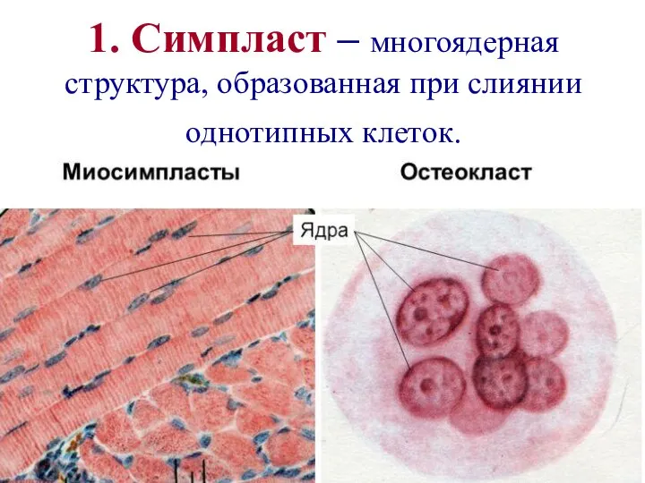 1. Симпласт – многоядерная структура, образованная при слиянии однотипных клеток.