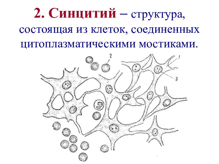 2. Синцитий – структура, состоящая из клеток, соединенных цитоплазматическими мостиками.