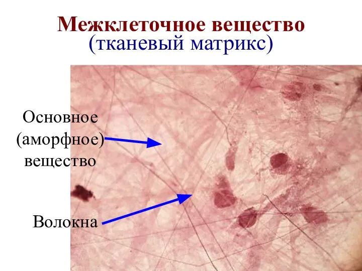 Межклеточное вещество (тканевый матрикс) Основное (аморфное) вещество Волокна