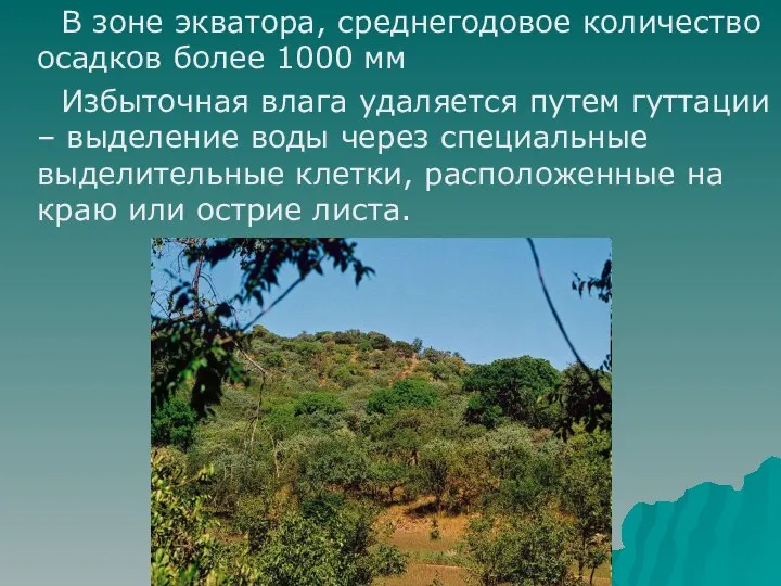 В зоне экватора, среднегодовое количество осадков более 1000 мм Избыточная влага удаляется