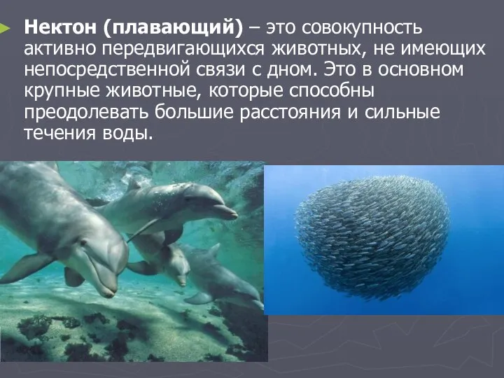 Нектон (плавающий) – это совокупность активно передвигающихся животных, не имеющих непосредственной связи