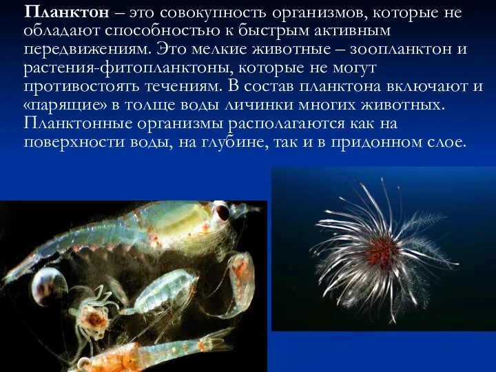 Планктон – это совокупность организмов, которые не обладают способностью к быстрым активным