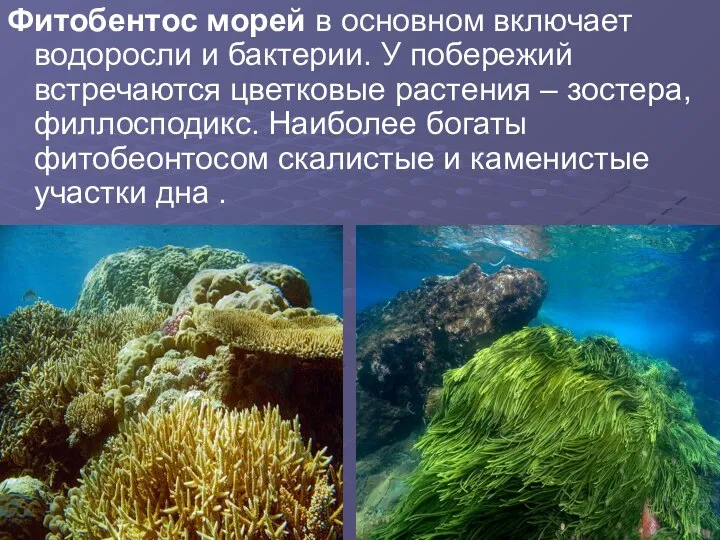 Фитобентос морей в основном включает водоросли и бактерии. У побережий встречаются цветковые
