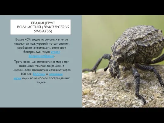 БРАХИЦЕРУС ВОЛНИСТЫЙ (BRACHYCERUS SINUATUS) Более 40% видов насекомых в мире находятся под