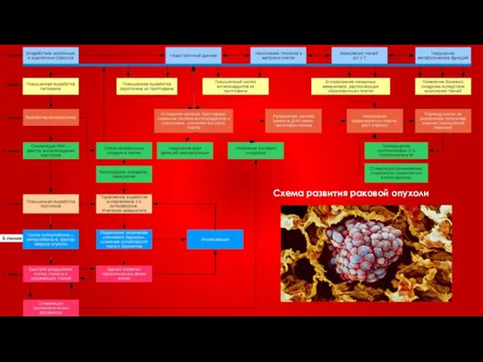 Схема развития раковой опухоли