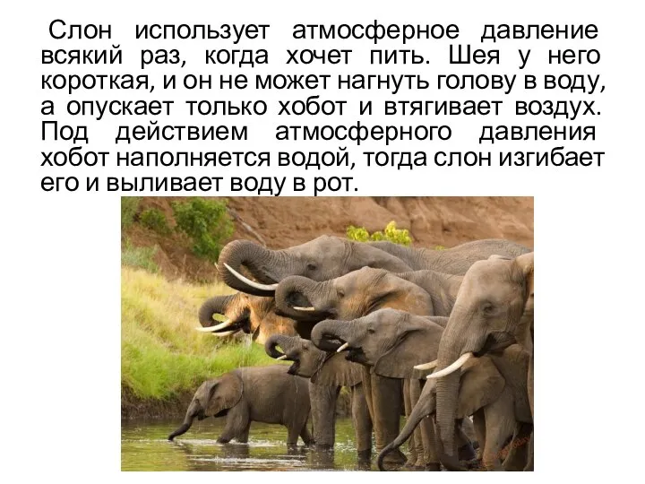 Слон использует атмосферное давление всякий раз, когда хочет пить. Шея у него