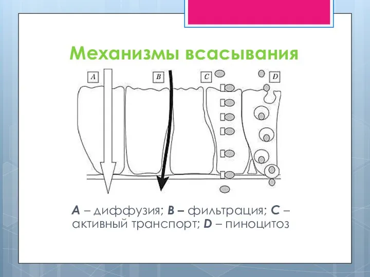 Механизмы всасывания А – диффузия; В – фильтрация; С – активный транспорт; D – пиноцитоз