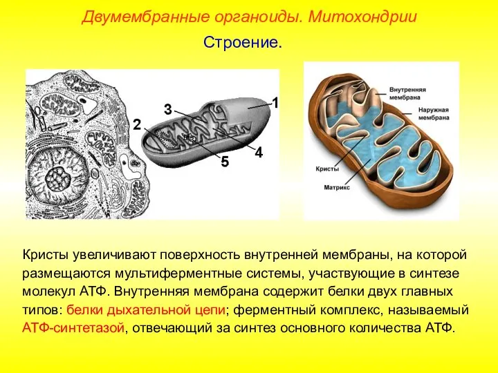 Кристы увеличивают поверхность внутренней мембраны, на которой размещаются мультиферментные системы, участвующие в