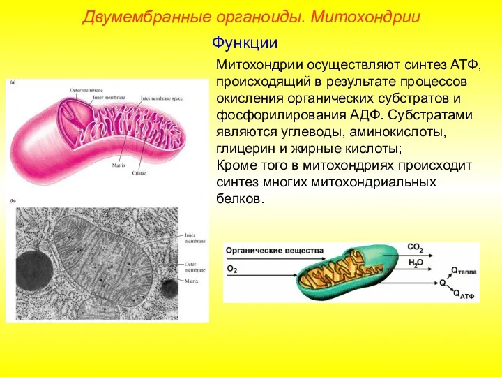 Митохондрии осуществляют синтез АТФ, происходящий в результате процессов окисления органических субстратов и