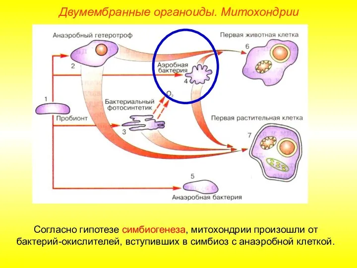 Двумембранные органоиды. Митохондрии Согласно гипотезе симбиогенеза, митохондрии произошли от бактерий-окислителей, вступивших в симбиоз с анаэробной клеткой.