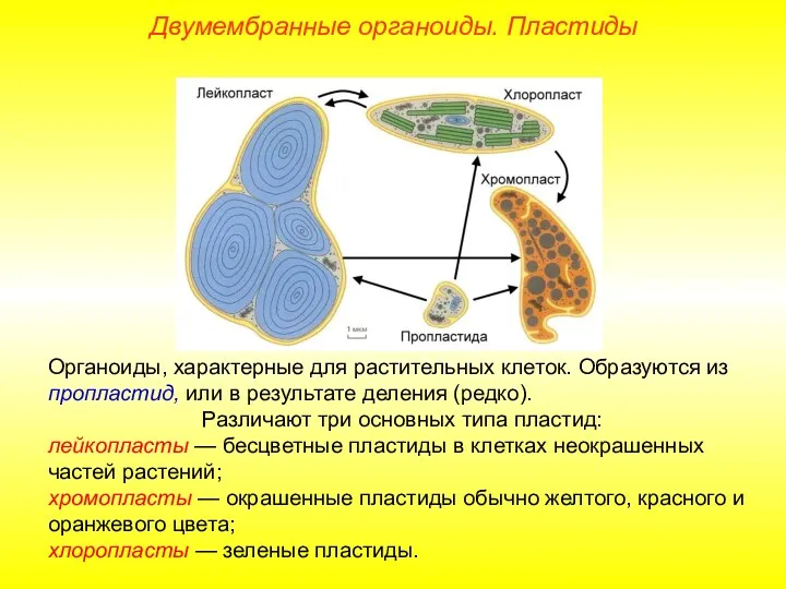 Органоиды, характерные для растительных клеток. Образуются из пропластид, или в результате деления