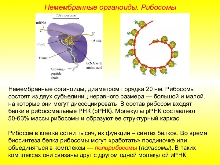 Немембранные органоиды, диаметром порядка 20 нм. Рибосомы состоят из двух субъединиц неравного
