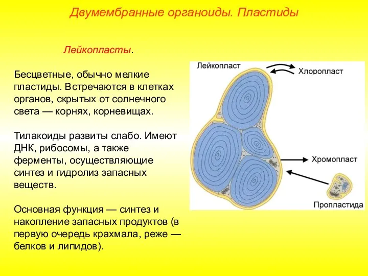 Лейкопласты. Бесцветные, обычно мелкие пластиды. Встречаются в клетках органов, скрытых от солнечного