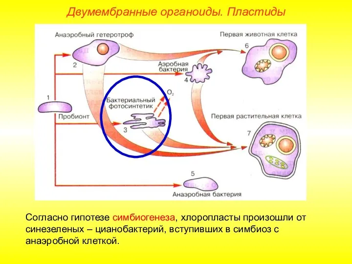 Двумембранные органоиды. Пластиды Согласно гипотезе симбиогенеза, хлоропласты произошли от синезеленых – цианобактерий,