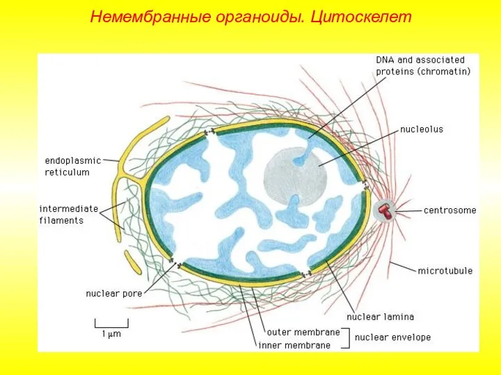 Немембранные органоиды. Цитоскелет