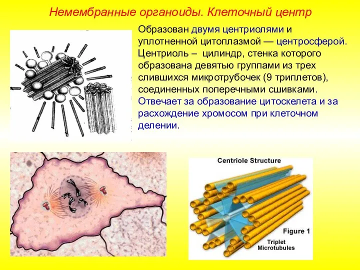 Образован двумя центриолями и уплотненной цитоплазмой — центросферой. Центриоль – цилиндр, стенка