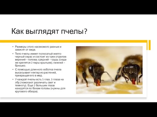 Как выглядят пчелы? Размеры этого насекомого разные и зависят от вида. Тело