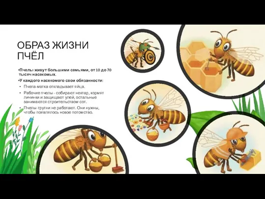 ОБРАЗ ЖИЗНИ ПЧЁЛ Пчелы живут большими семьями, от 10 до 70 тысяч
