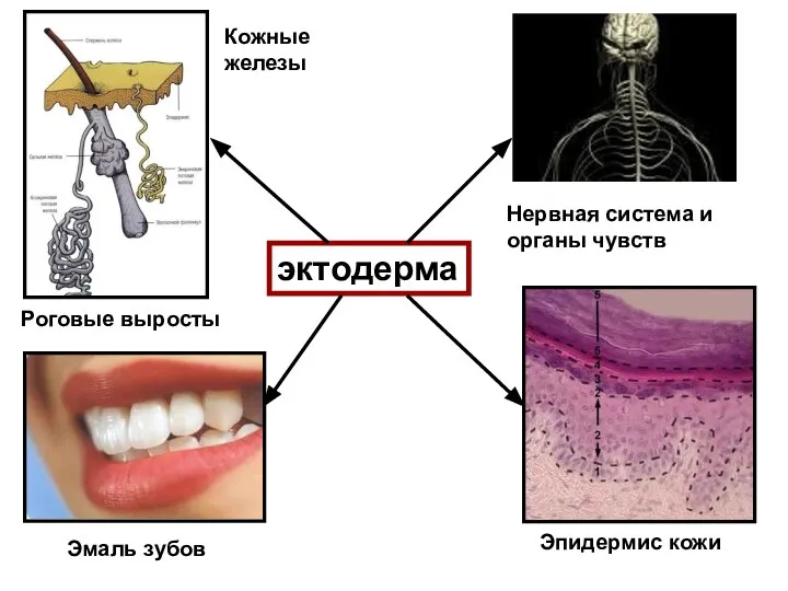 эктодерма Нервная система и органы чувств Эмаль зубов Эпидермис кожи Кожные железы Роговые выросты