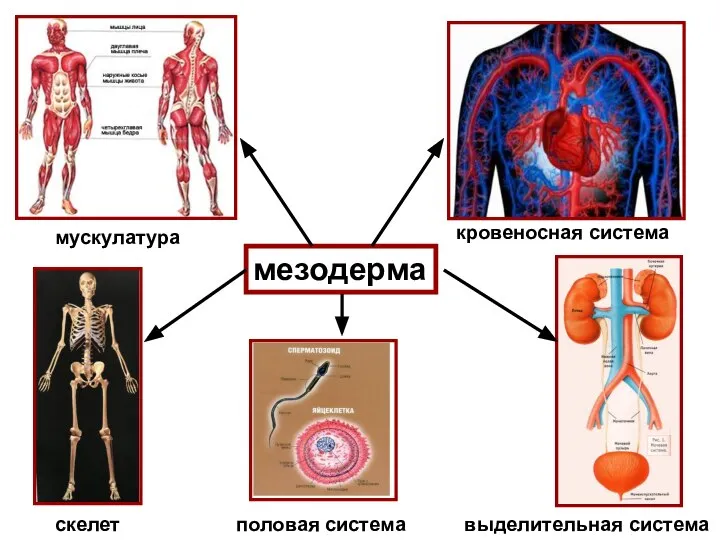 мезодерма мускулатура кровеносная система скелет выделительная система половая система