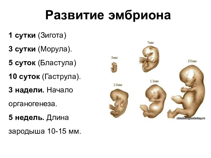 Развитие эмбриона 1 сутки (Зигота) 3 сутки (Морула). 5 суток (Бластула) 10