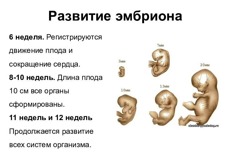 Развитие эмбриона 6 неделя. Регистрируются движение плода и сокращение сердца. 8-10 недель.