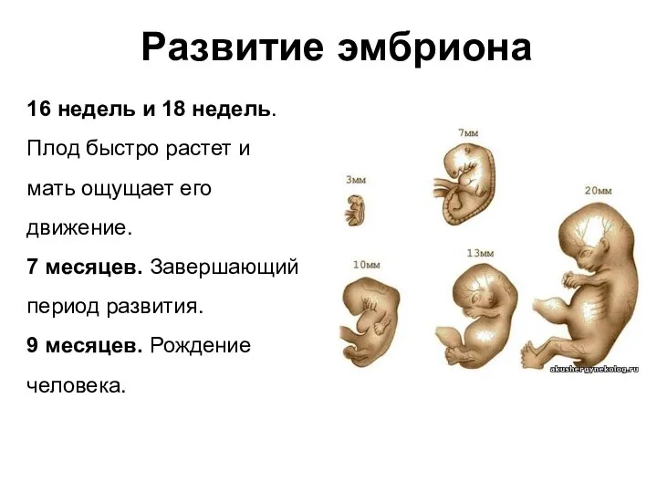 Развитие эмбриона 16 недель и 18 недель. Плод быстро растет и мать