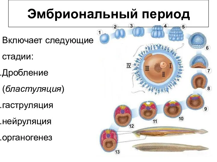 Эмбриональный период Включает следующие стадии: Дробление (бластуляция) гаструляция нейруляция органогенез