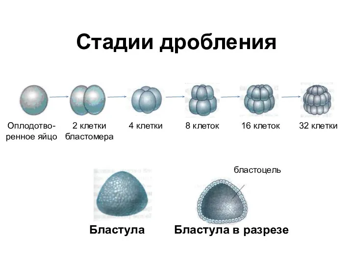 Стадии дробления Оплодотво-ренное яйцо 2 клетки бластомера 4 клетки 8 клеток 16