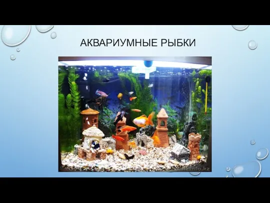 АКВАРИУМНЫЕ РЫБКИ