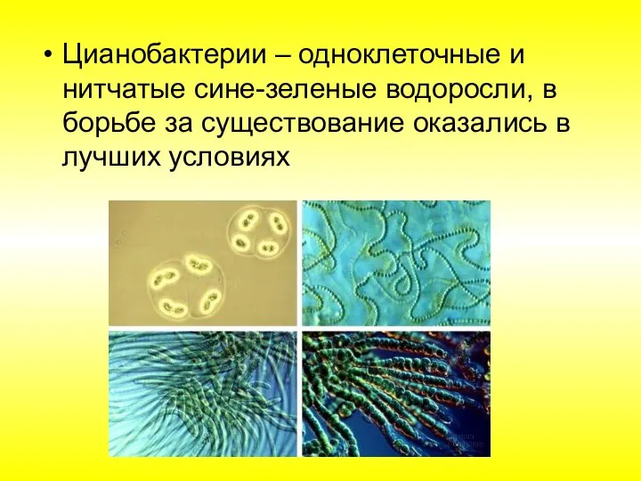 Цианобактерии – одноклеточные и нитчатые сине-зеленые водоросли, в борьбе за существование оказались в лучших условиях