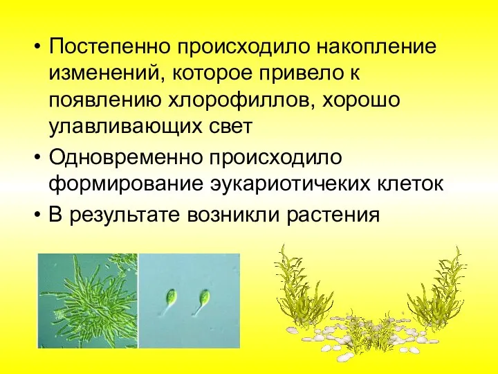 Постепенно происходило накопление изменений, которое привело к появлению хлорофиллов, хорошо улавливающих свет