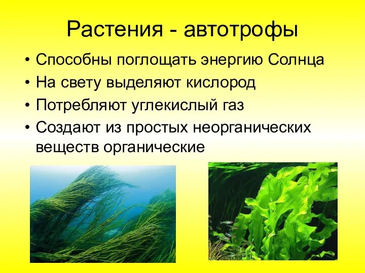 Растения - автотрофы Способны поглощать энергию Солнца На свету выделяют кислород Потребляют