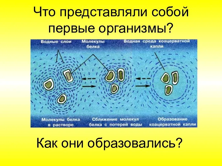 Что представляли собой первые организмы? Как они образовались?