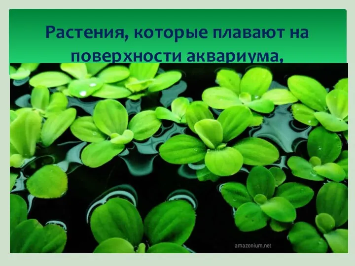 Растения, которые плавают на поверхности аквариума, включают в себя, в первую очередь,