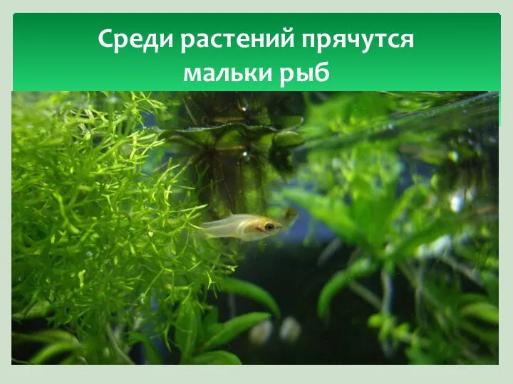 Среди растений прячутся мальки рыб
