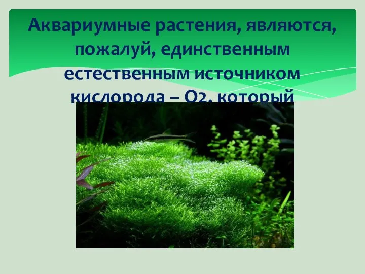 Аквариумные растения, являются, пожалуй, единственным естественным источником кислорода – О2, который выделяется в процессе фотосинтеза днем.