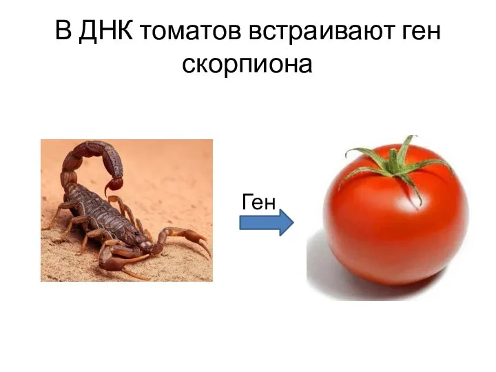 В ДНК томатов встраивают ген скорпиона Ген
