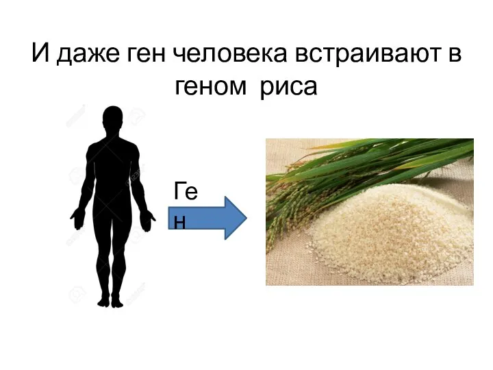 И даже ген человека встраивают в геном риса Ген