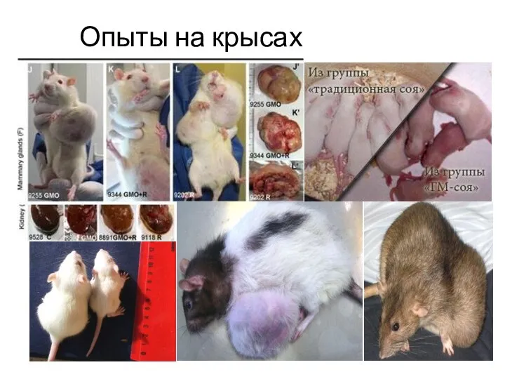 Опыты на крысах