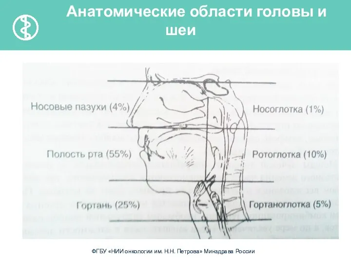 Анатомические области головы и шеи В процентах указана относительная частота развития опухолей в этой области