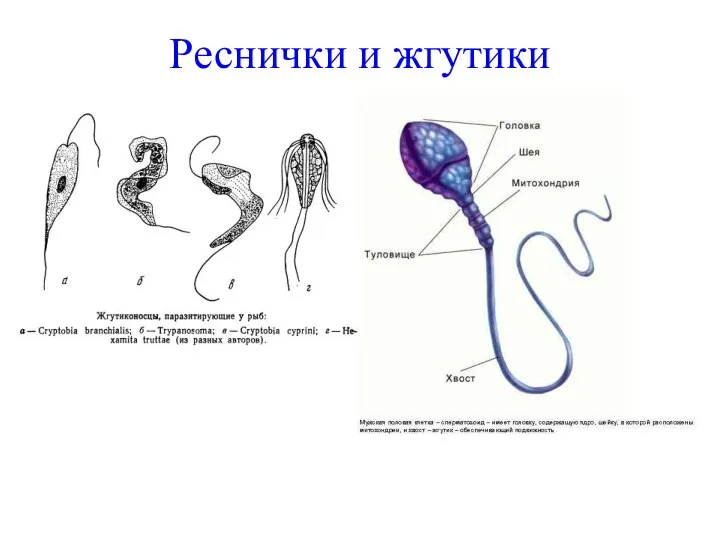 Реснички и жгутики