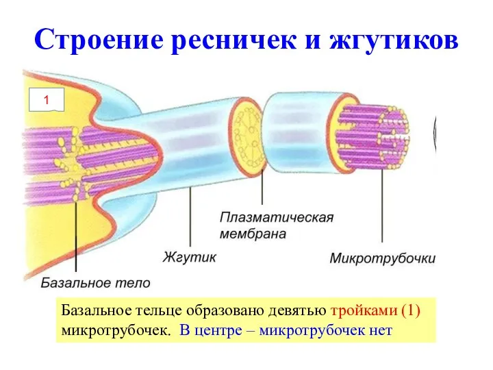 Строение ресничек и жгутиков В основе лежат микротрубочки (9+2): девять двойных (1)